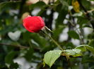 DSCN0923