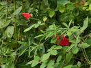 DSCN0924