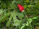 DSCN0925