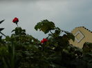 DSCN0926
