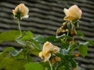 DSCN0928