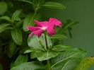 DSCN0929l
