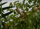 DSCN0932