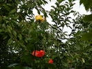 DSCN0932m
