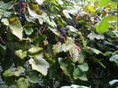 DSCN0938