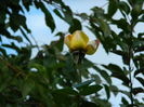DSCN0942