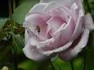 DSCN0943o