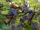 DSCN0944