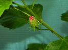 DSCN0947