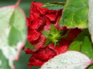 DSCN0947r