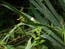 DSCN0951