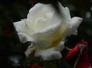 DSCN0952