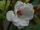 DSCN0953