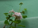 DSCN0955