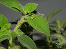 DSCN0959