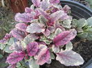 Ajuga