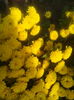 pitica floare batuta galbena