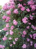 DSC09607