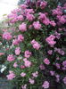 DSC09609