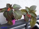 SAM_0878