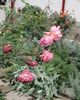 Jubilee Celebration