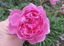 Harlow Carr