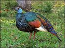 oscellated turkey_trail camera pictures_large