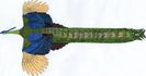 pavo imperator