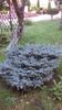 Brad argintiu pitic (Picea glauca globosa)