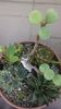 Ficus carica prebonsai & Mix de suculente