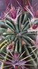 Ferocactus latispinus, detaliu