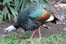 Ocellated-turkey-Belize-lateral-view-John-Harshman-600-px-tiny-Jan-2013-Darren-Naish-Tetrapod-Zoolog