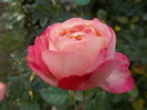 DSCN7152
