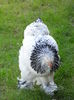 SAM_1141
