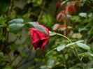 DSCN0969