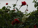DSCN0973
