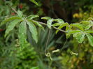 DSCN0974