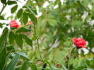 DSCN0976