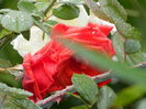 DSCN0977