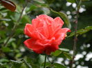 DSCN0979