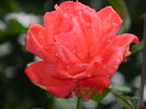 DSCN0982