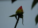 DSCN0983