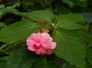 DSCN0984
