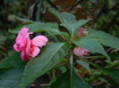 DSCN0985