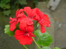 DSCN0987