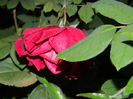DSCN0992
