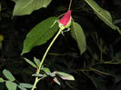 DSCN0997