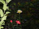 DSCN0998