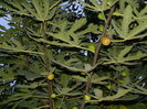 DSCN1003