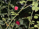 DSCN1011